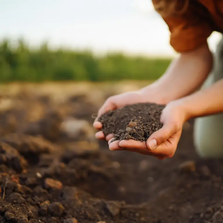 Healthy crops growing in soil treated with Lifted P sustainable phosphate fertilizer.