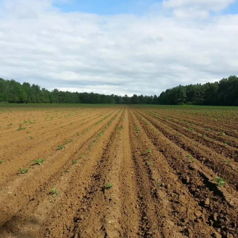 Fertile soil with thriving crops, enhanced by Lifted P fertilizer.