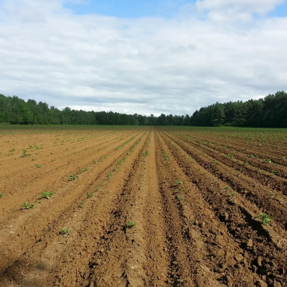 Fertile soil with thriving crops, enhanced by Lifted P fertilizer.