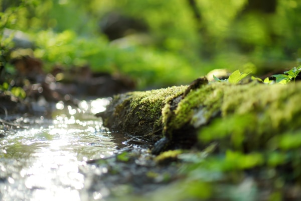 Clear stream flowing through a vibrant green forest, showcasing a healthy aquatic ecosystem.