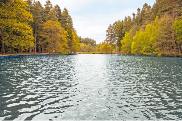 Clear water flowing through a vibrant, healthy environment.