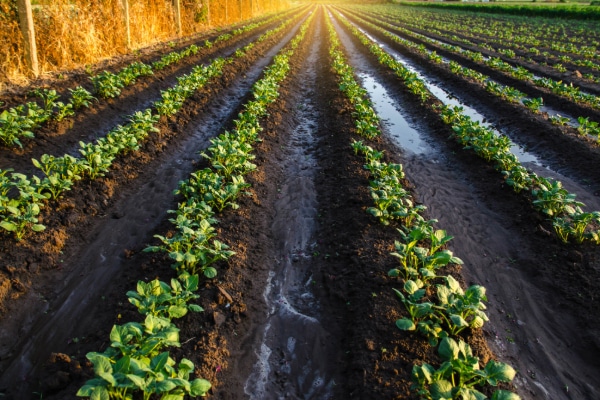 A close-up of healthy soil enriched with sustainable fertilizer, promoting optimal plant growth.